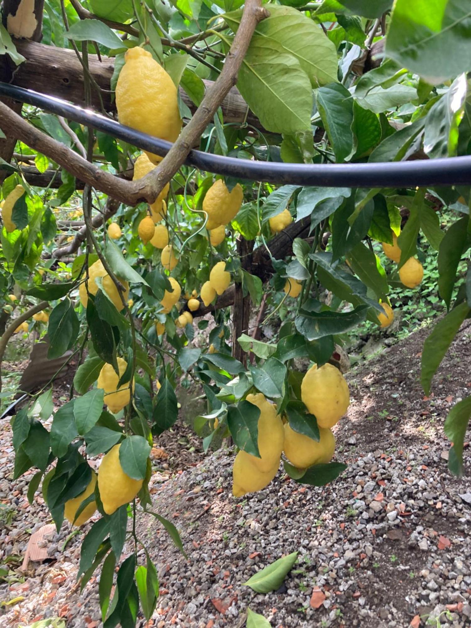 B&B I Limoni 라벨로 외부 사진
